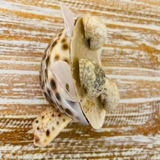 Tartaruga con testa oscillante in conchiglie porta fortuna