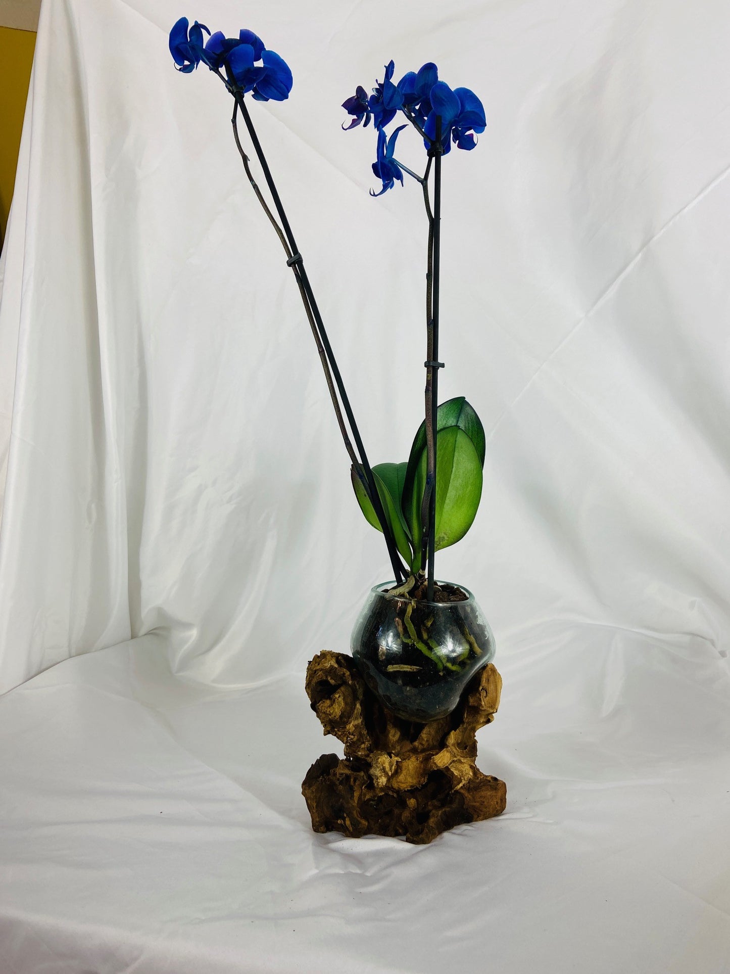 Glass orchid vase on root handcrafted chalice