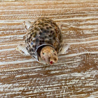 Tartaruga etnica in conchiglie porta fortuna - ETNICBAY