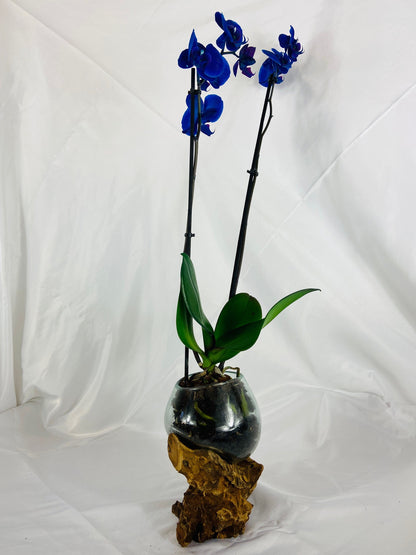 Glass orchid vase on root handcrafted chalice