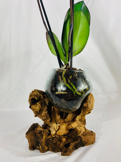 Glass orchid vase on root handcrafted chalice